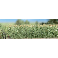 Busch - HO Cornfield