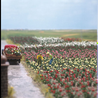 Busch - 120 Roses