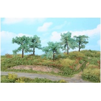 Heki - 5 Olive Trees (8-10cm)