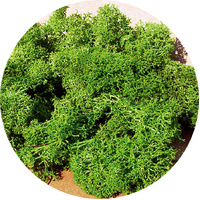 Heki - Lichen Light Green