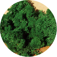 Heki - Lichen Dark Green
