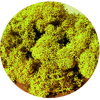 Heki - Lichen Yellow