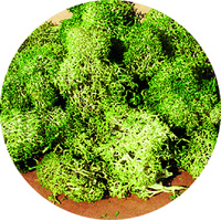 Heki - Lichen Small Grey Green 30grams